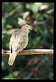 10500-00049-Birds, General.jpg