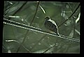 10500-00050-Birds, General.jpg