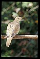 10500-00051-Birds, General.jpg