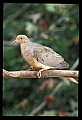 10500-00052-Birds, General.jpg