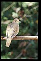 10500-00053-Birds, General.jpg