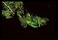 10500-00054-Birds, General.jpg