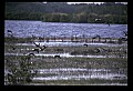10500-00055-Birds, General.jpg