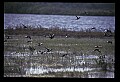 10500-00057-Birds, General.jpg