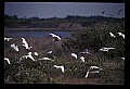 10500-00058-Birds, General.jpg