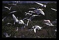 10500-00060-Birds, General.jpg