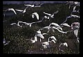 10500-00061-Birds, General.jpg