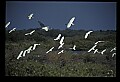 10500-00062-Birds, General.jpg