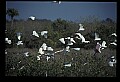 10500-00063-Birds, General.jpg