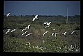 10500-00064-Birds, General.jpg