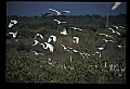 10500-00065-Birds, General.jpg