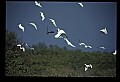 10500-00066-Birds, General.jpg