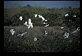 10500-00068-Birds, General.jpg