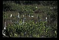 10500-00069-Birds, General.jpg