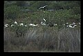 10500-00070-Birds, General.jpg