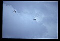 10500-00071-Birds, General.jpg