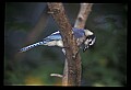 10500-00072-Birds, General.jpg