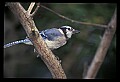 10500-00073-Birds, General.jpg