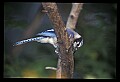 10500-00074-Birds, General.jpg