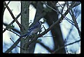 10500-00075-Birds, General.jpg