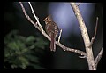 10500-00076-Birds, General.jpg