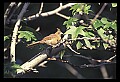 10500-00077-Birds, General.jpg