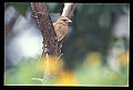10500-00078-Birds, General.jpg