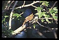 10500-00079-Birds, General.jpg