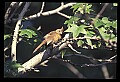 10500-00080-Birds, General.jpg