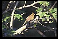 10500-00081-Birds, General.jpg