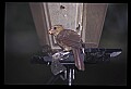 10500-00082-Birds, General.jpg