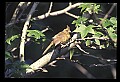 10500-00083-Birds, General.jpg