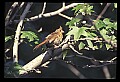 10500-00084-Birds, General.jpg