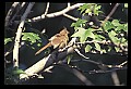 10500-00085-Birds, General.jpg