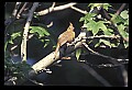 10500-00086-Birds, General.jpg