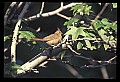 10500-00087-Birds, General.jpg