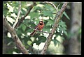 10500-00088-Birds, General.jpg
