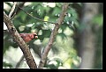 10500-00089-Birds, General.jpg