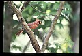 10500-00090-Birds, General.jpg