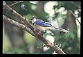 10500-00091-Birds, General.jpg