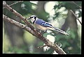10500-00092-Birds, General.jpg