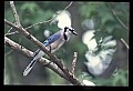 10500-00093-Birds, General.jpg