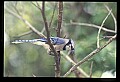 10500-00094-Birds, General.jpg