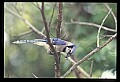 10500-00095-Birds, General.jpg
