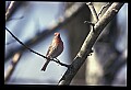 10500-00096-Birds, General.jpg