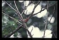 10500-00097-Birds, General.jpg