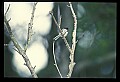 10500-00098-Birds, General.jpg