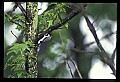 10500-00099-Birds, General.jpg