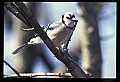 10500-00100-Birds, General.jpg