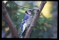 10500-00101-Birds, General.jpg